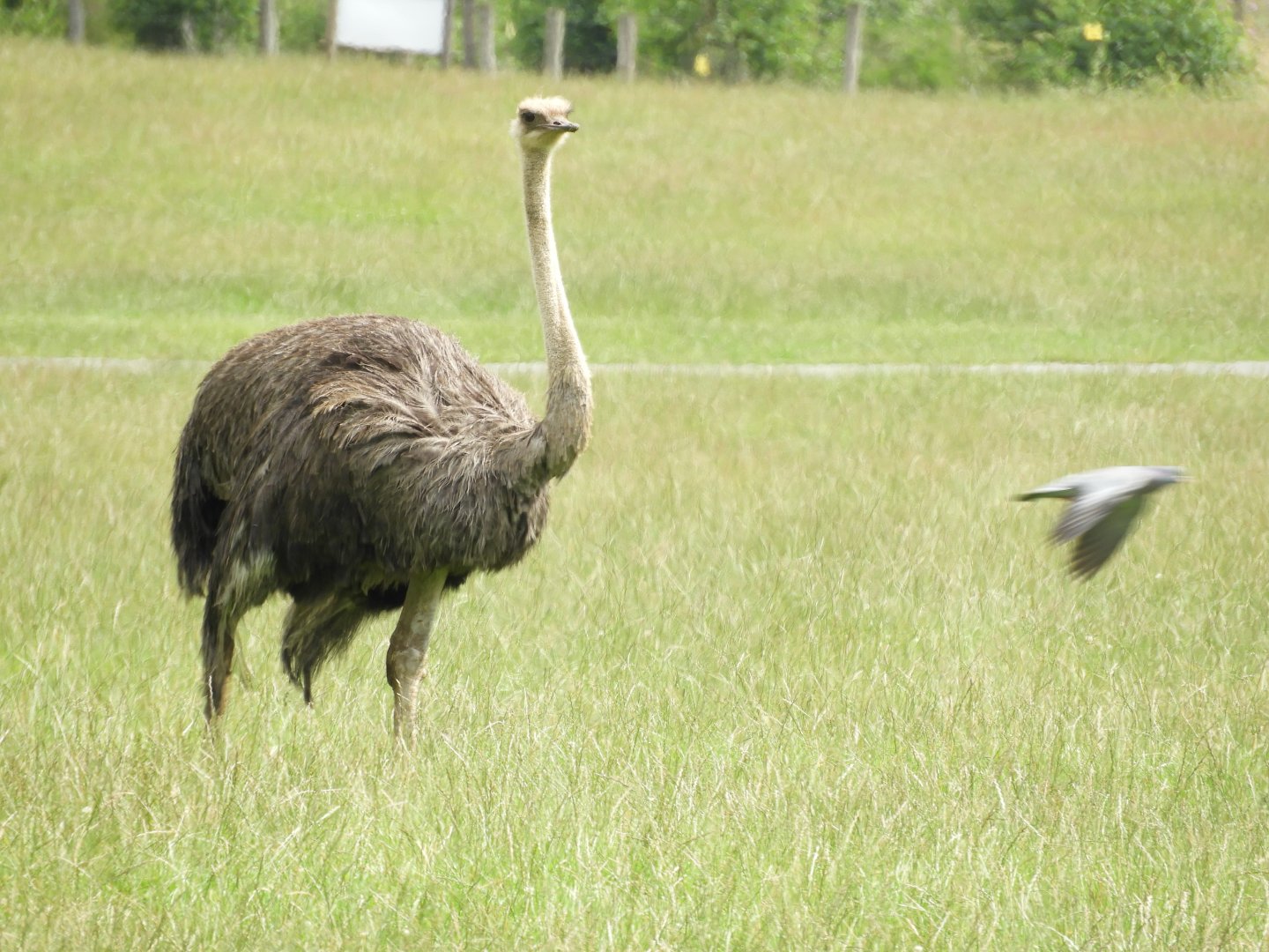[2021] Common ostrich