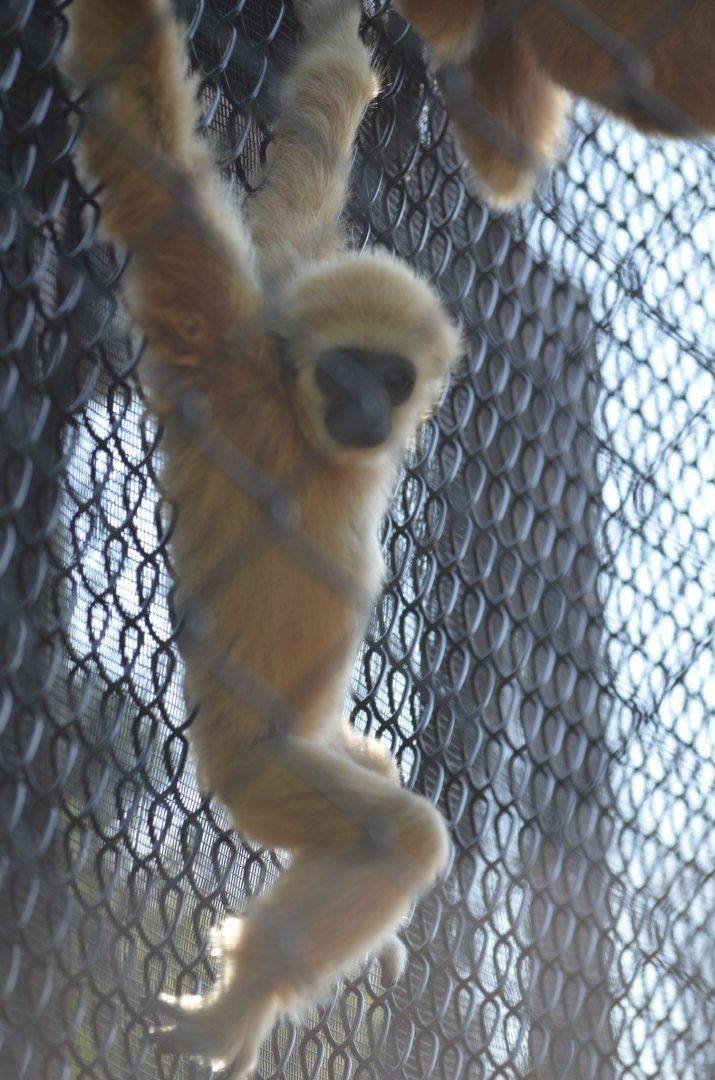 2021 - Gibbon