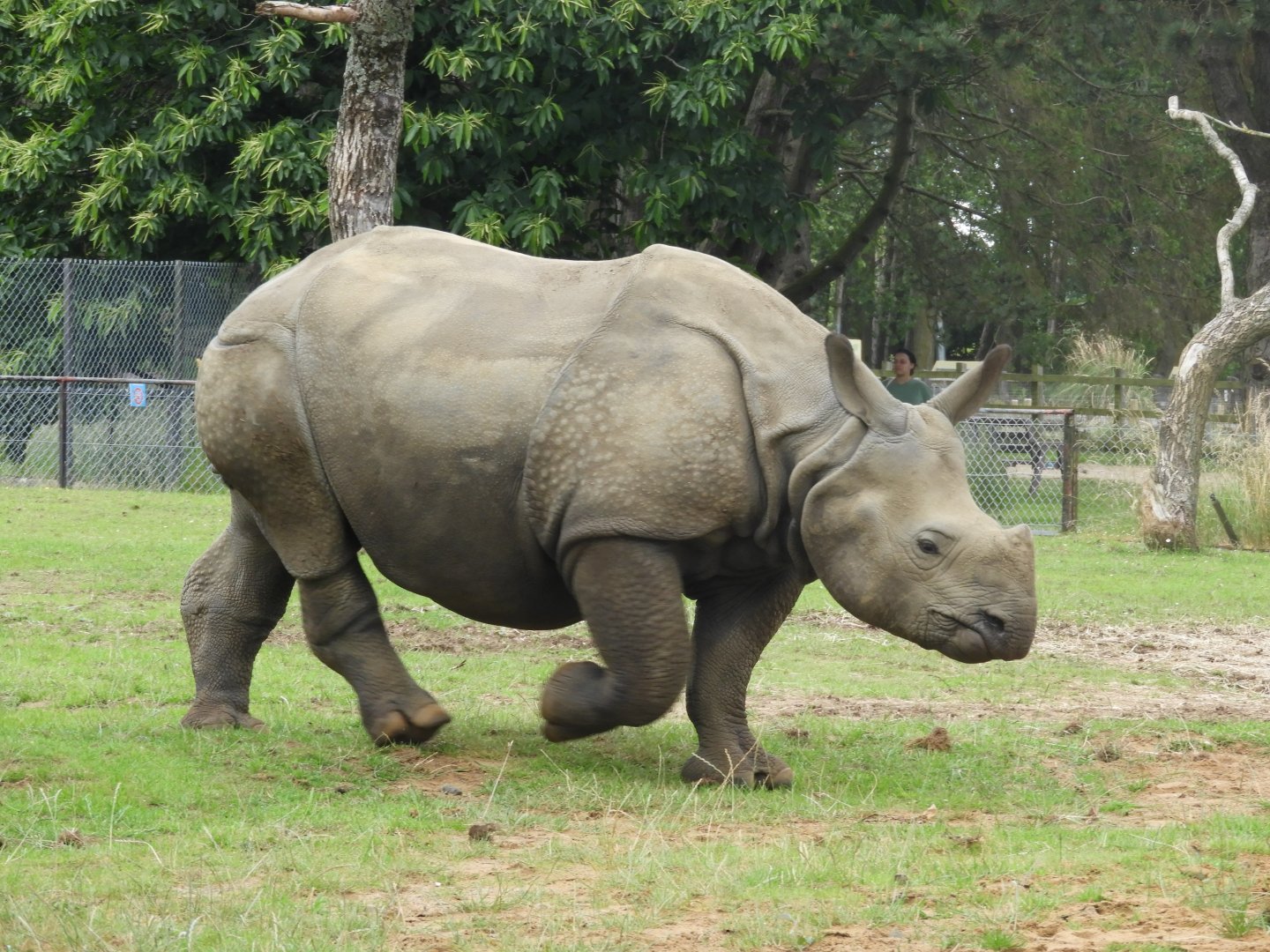 [2021] Indian rhino