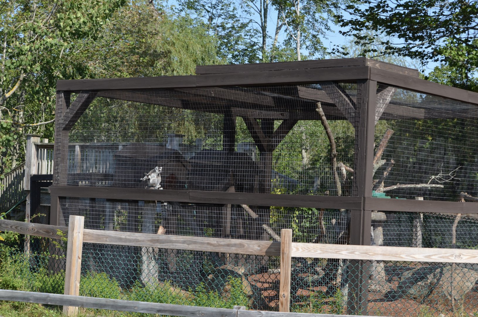 2021 - Lemur Habitat