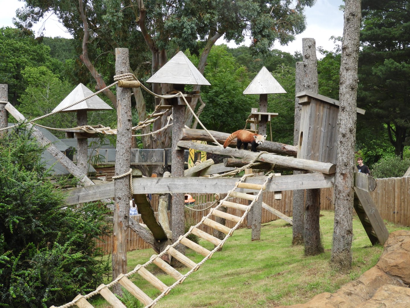 [2021] Red panda enclosure