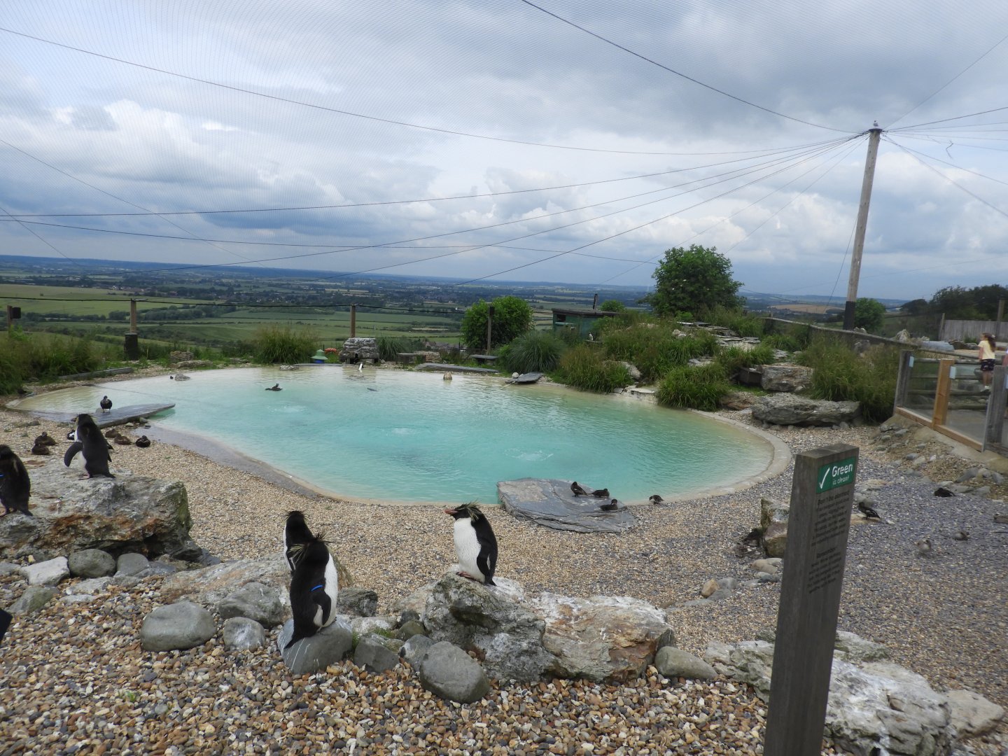 [2021] Rockhopper penguin enclosure