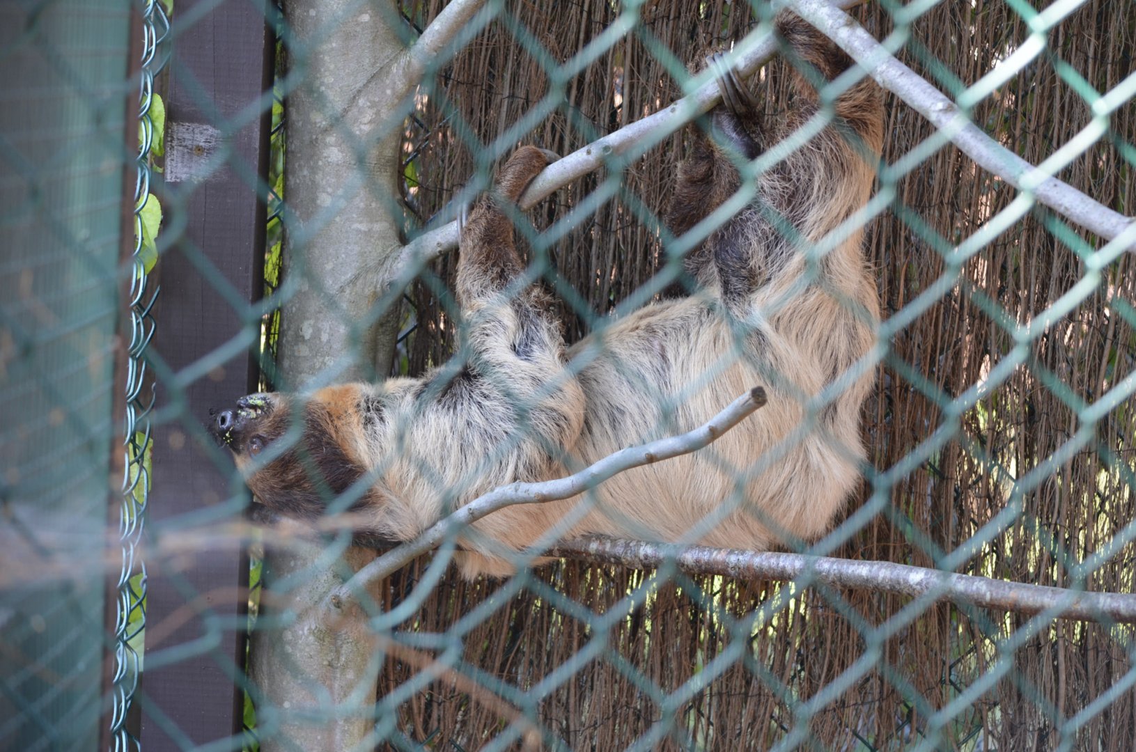 2021 - Two-Toed Sloth