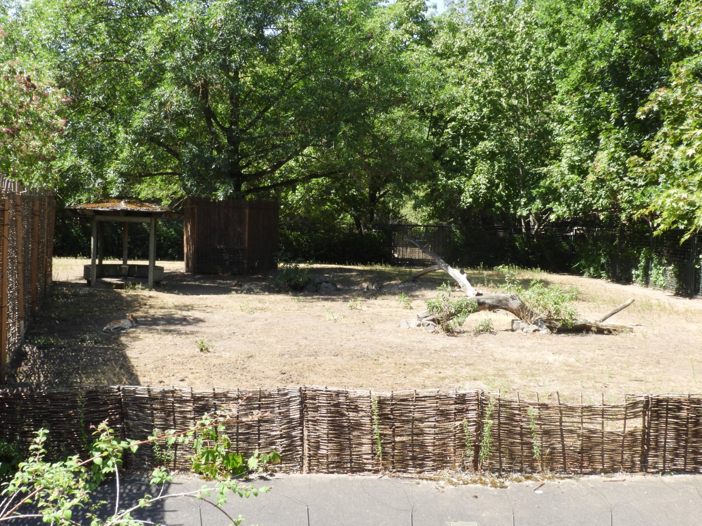 [2022] Agile wallaby enclosure