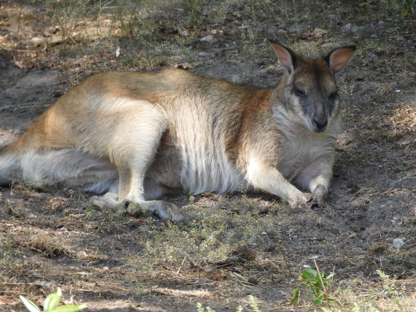 [2022] Agile wallaby