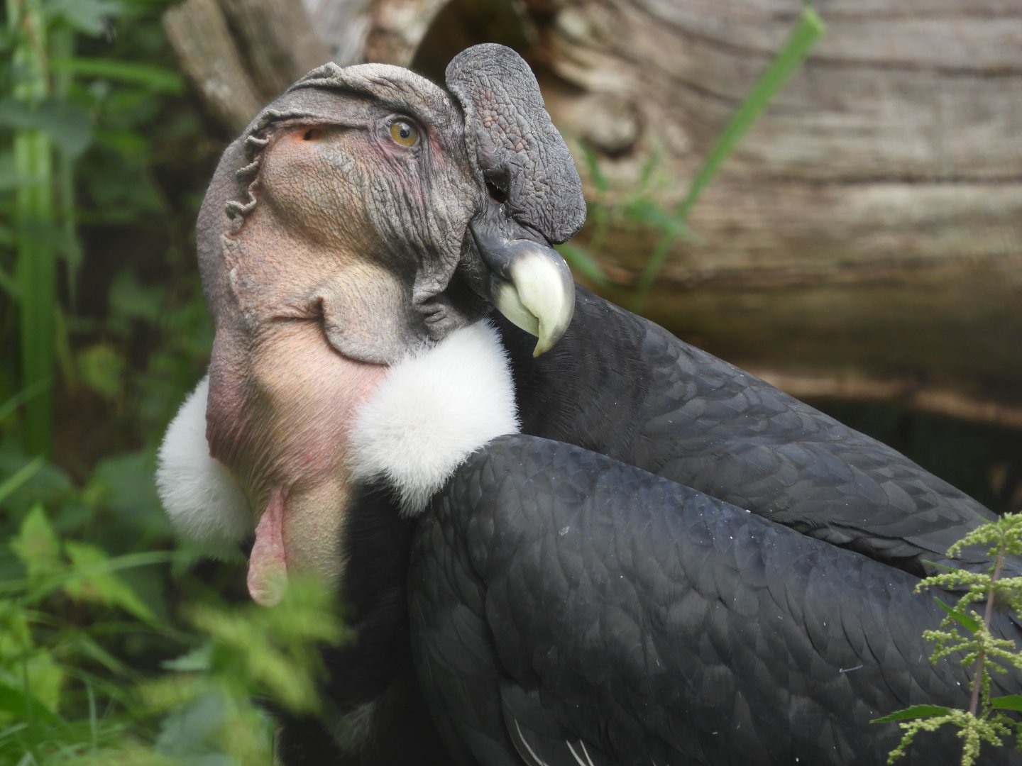 [2022] Andean condor
