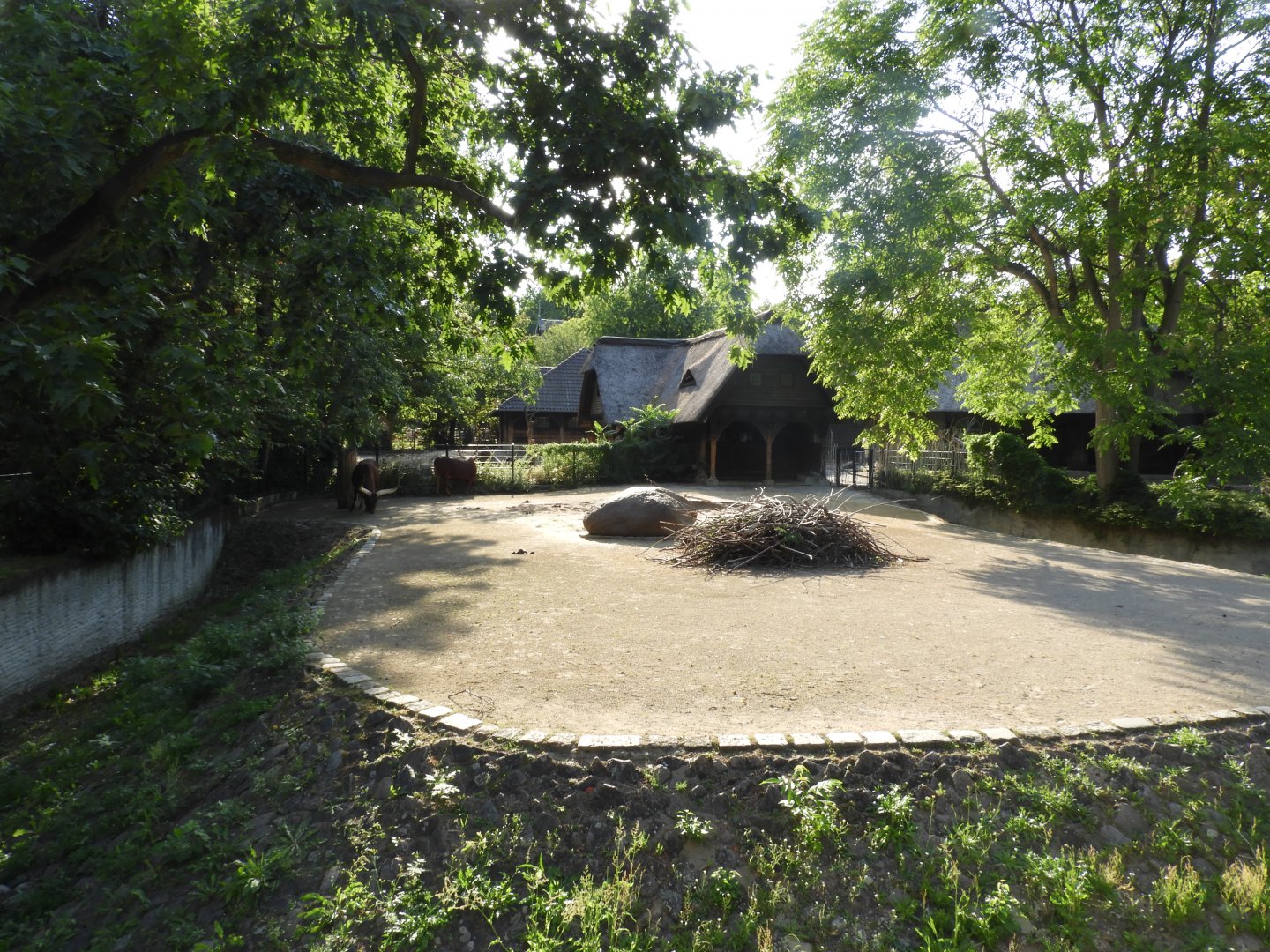 [2022] Ankole cattle enclosure