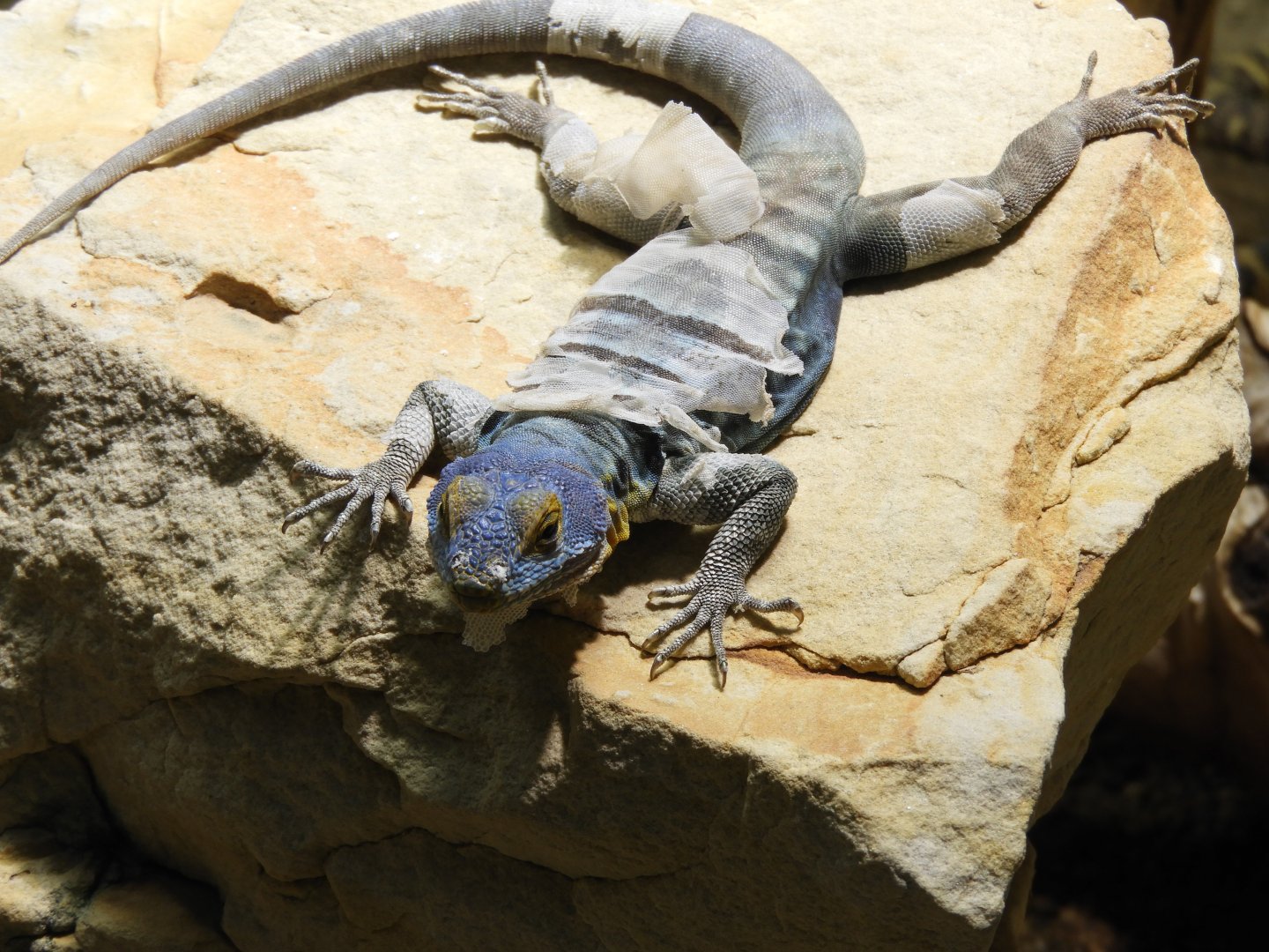 [2022] Blue rock lizard