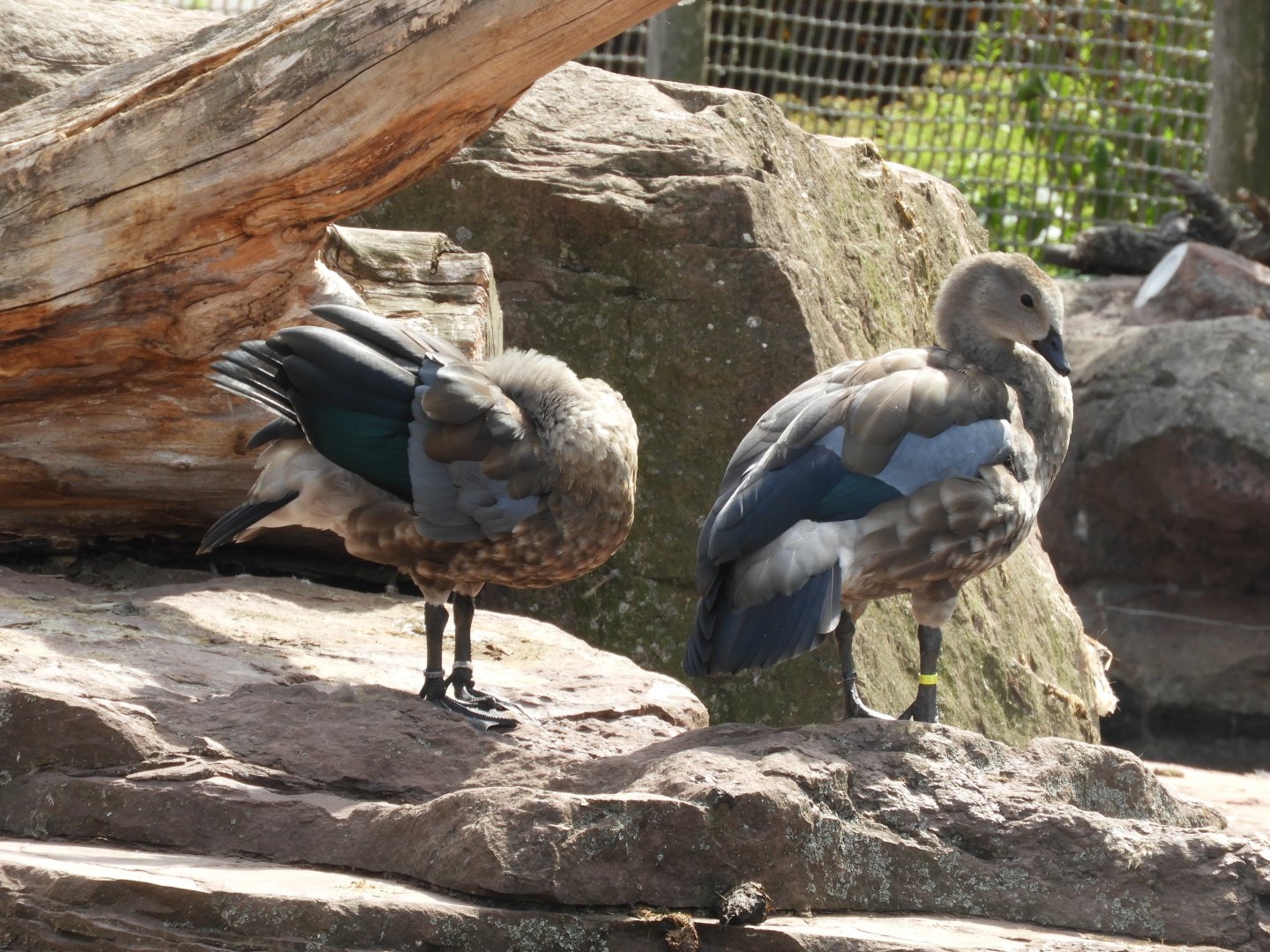 [2022] Blue-winged geese