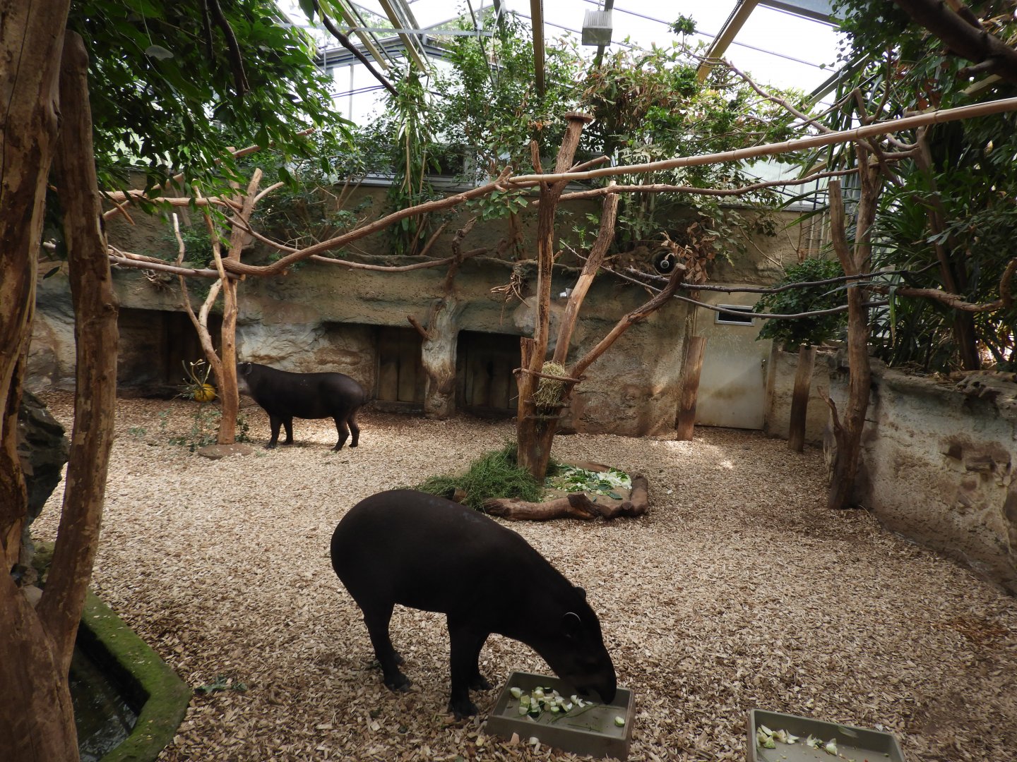 [2022] Brazilian tapir indoor enclosure