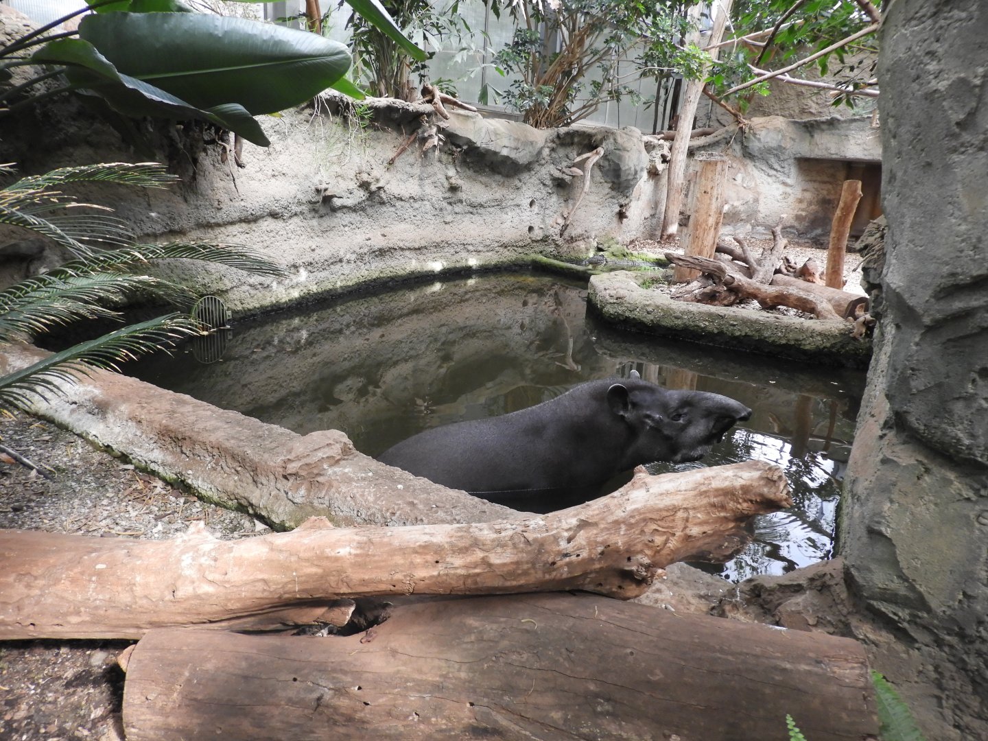 [2022] Brazilian tapir indoor pool