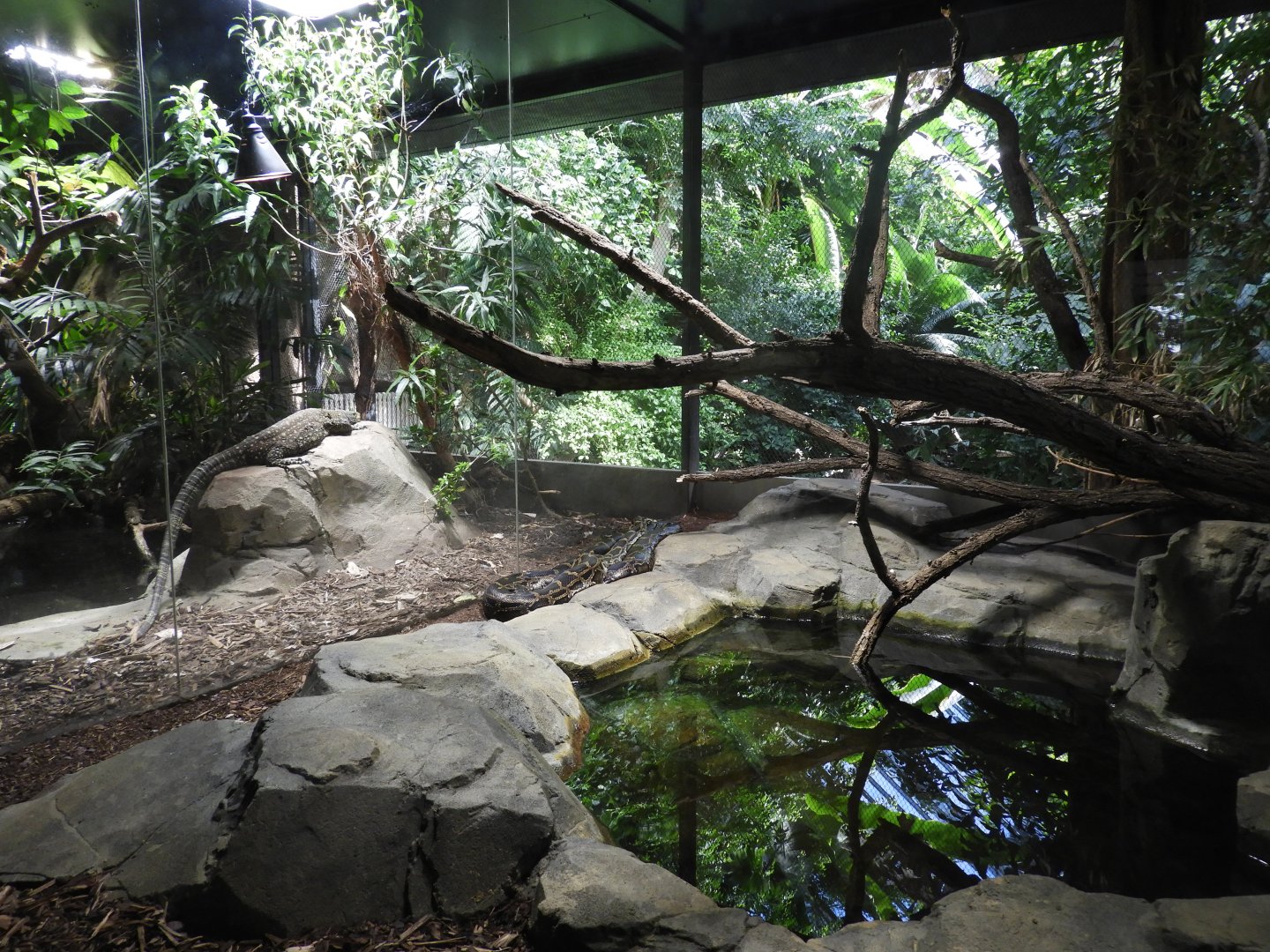 [2022] Burmese python and crocodile monitor enclosures