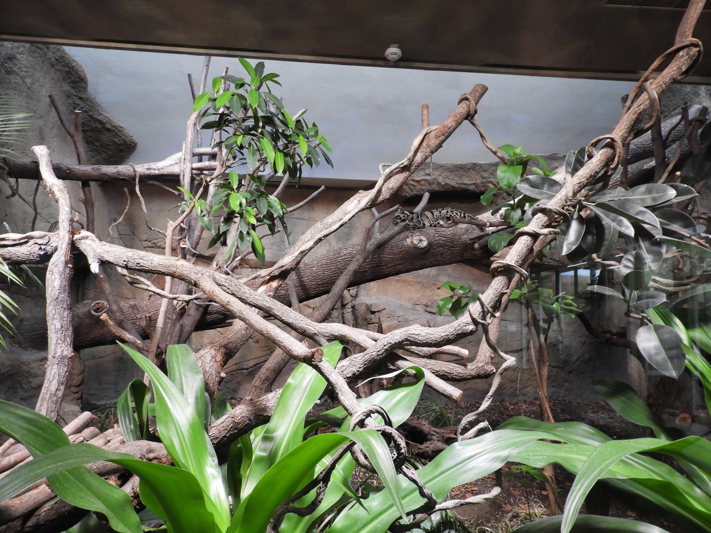 [2022] Clouded leopard indoor enclosure