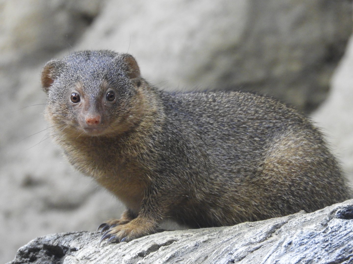 [2022] Dwarf mongoose