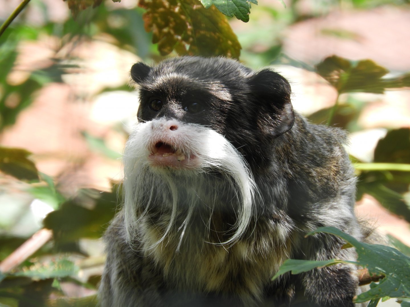 [2022] Emperor tamarin