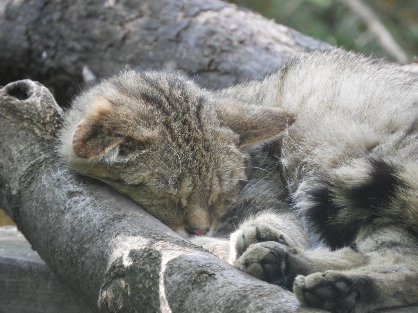 [2022] European wildcat