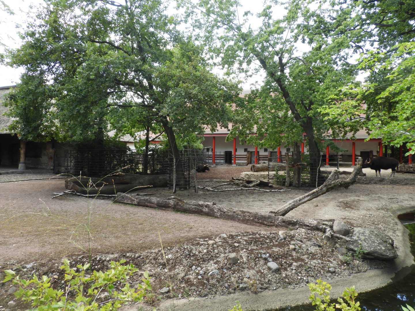 [2022] Gaur enclosure