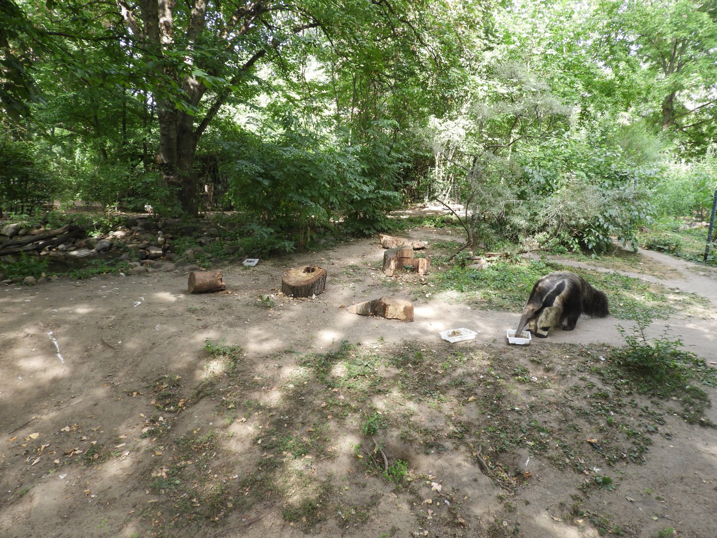 [2022] Giant anteater enclosure