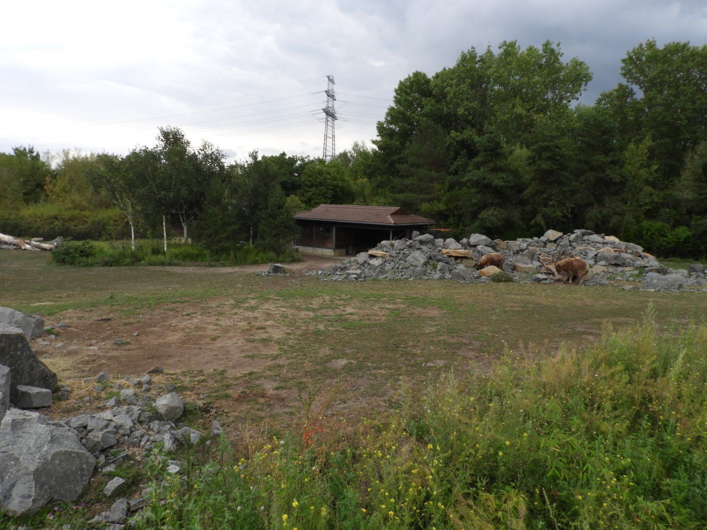 [2022] Golden takin enclosure