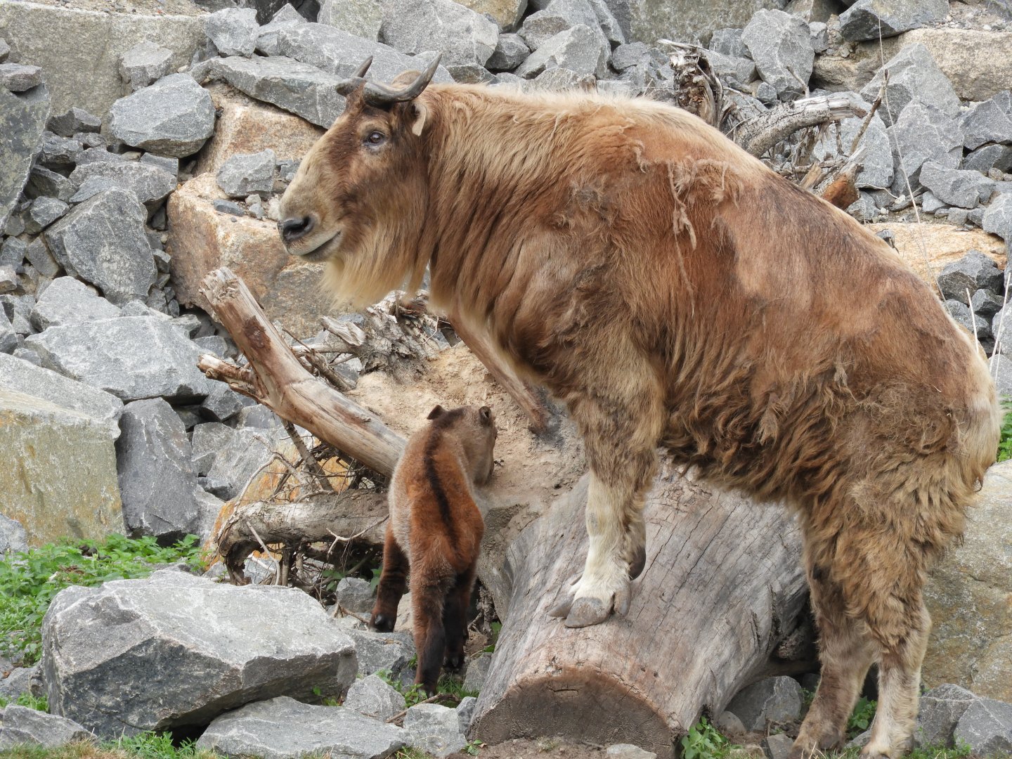 [2022] Golden takins