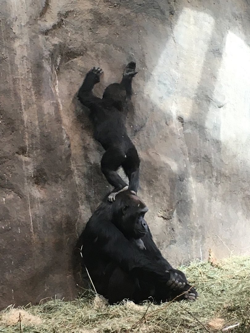 2022 - Gorillas - Naughty Kitoko!