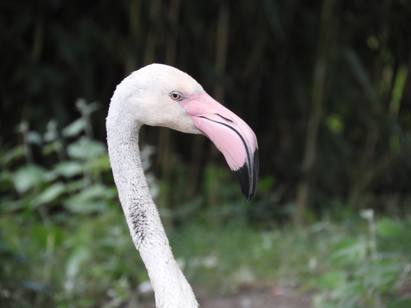 [2022] Greater flamingo