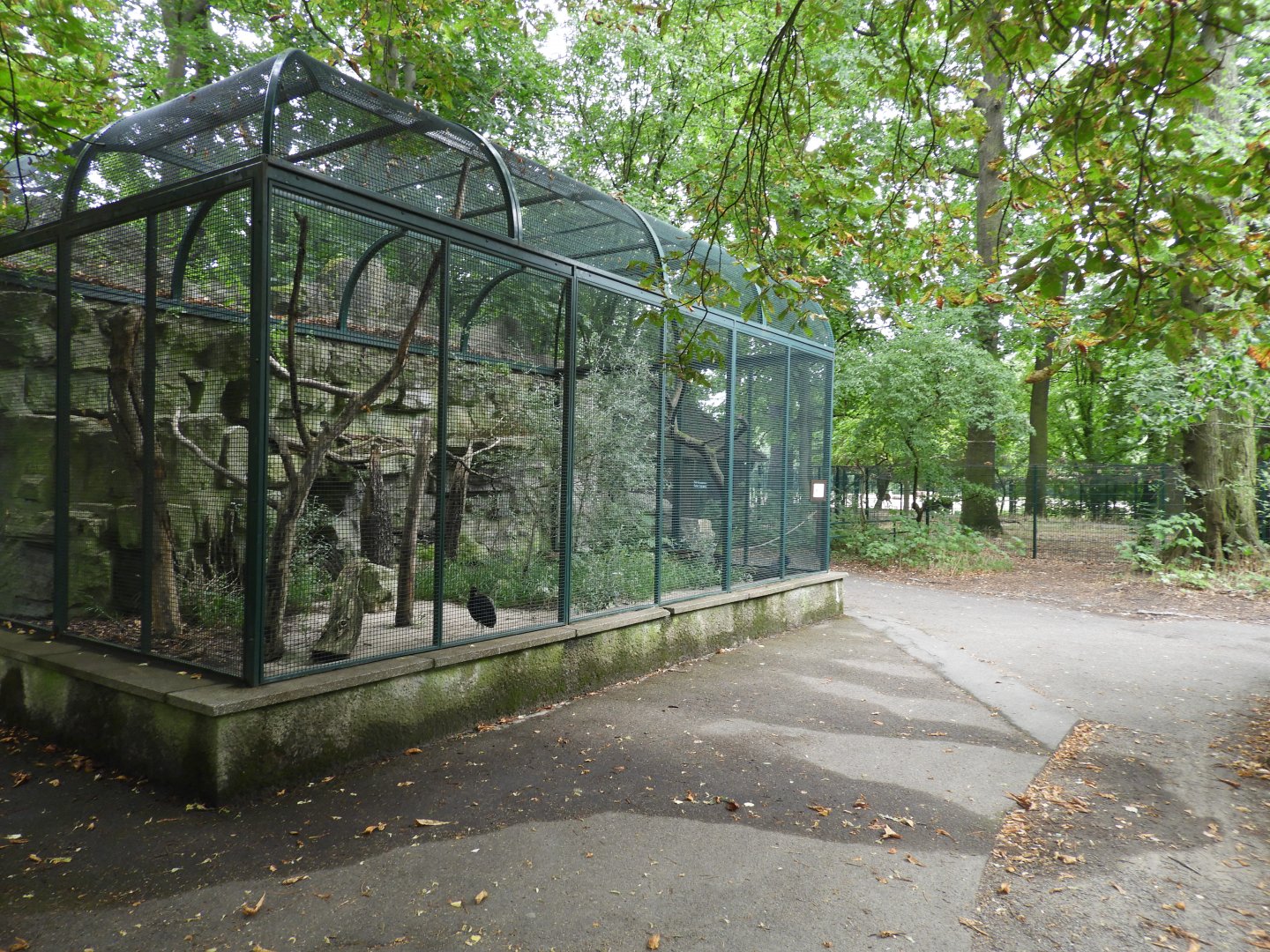 [2022] Grey-winged trumpeter aviary