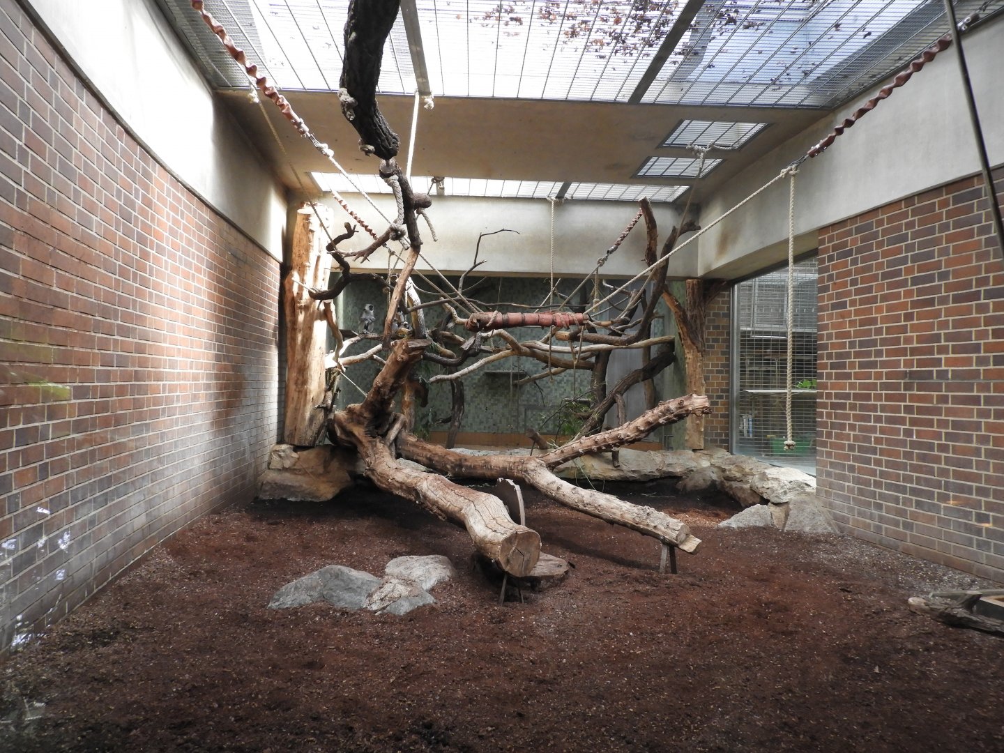 [2022] Hanuman langur indoor enclosure