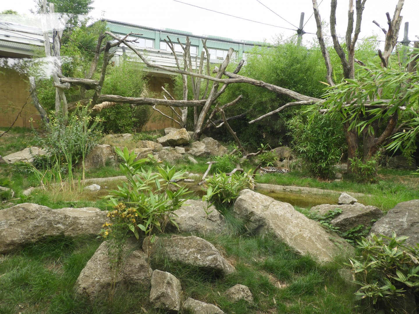 [2022] Javan leopard enclosure