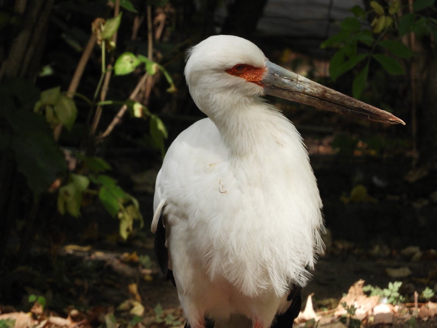 [2022] Maguari stork