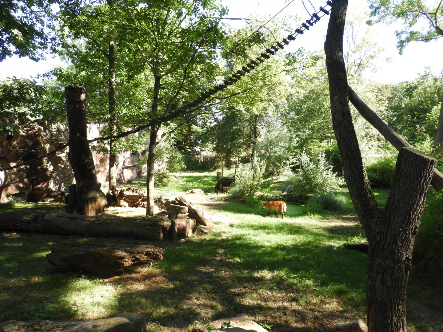 [2022] Maned wolf enclosure