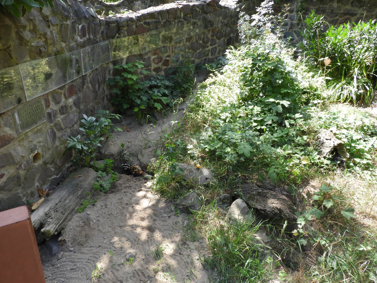 [2022] Marbled polecat enclosure