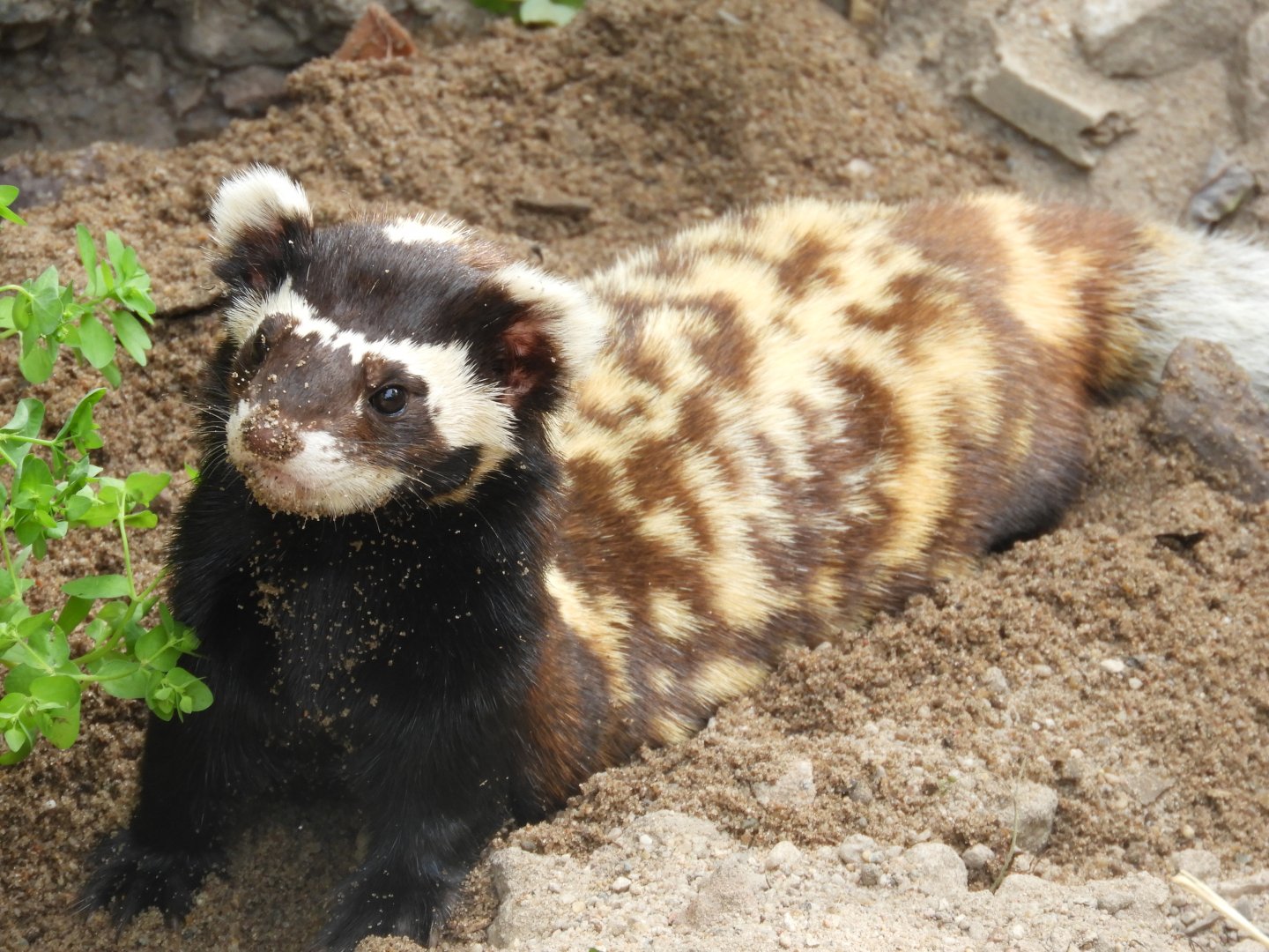 [2022] Marbled polecat
