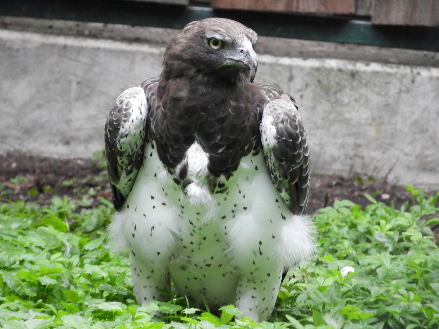 [2022] Martial eagle