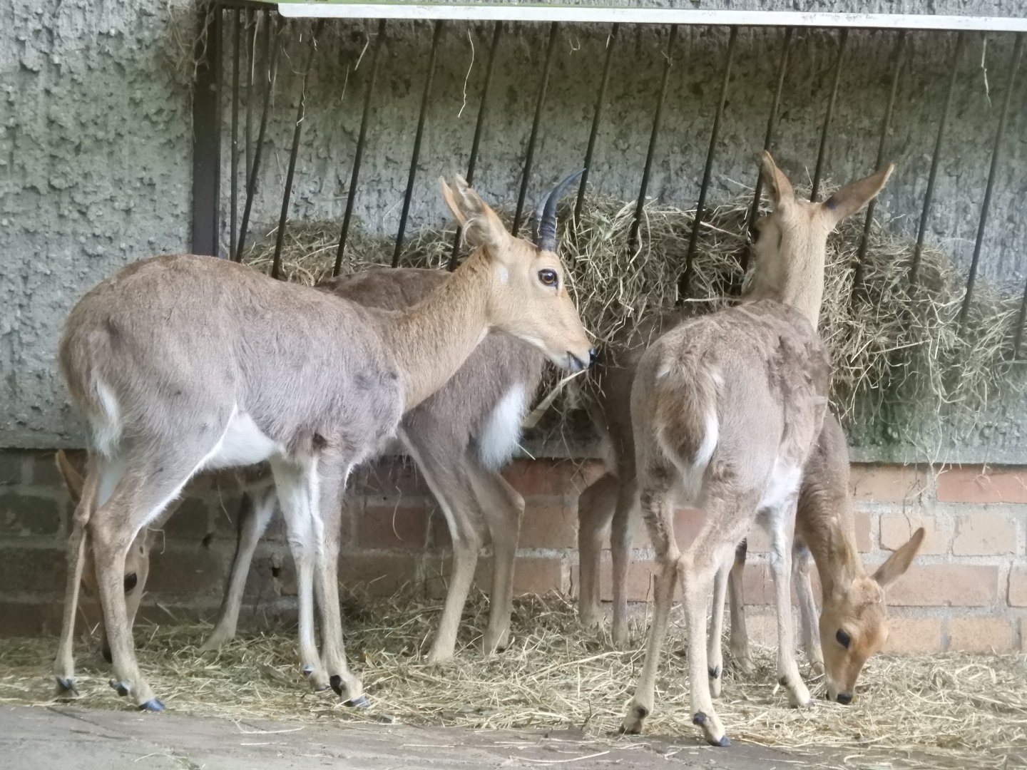 [2022] Mountain reedbuck