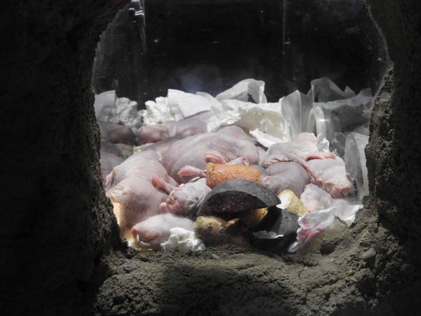 [2022] Naked mole-rats