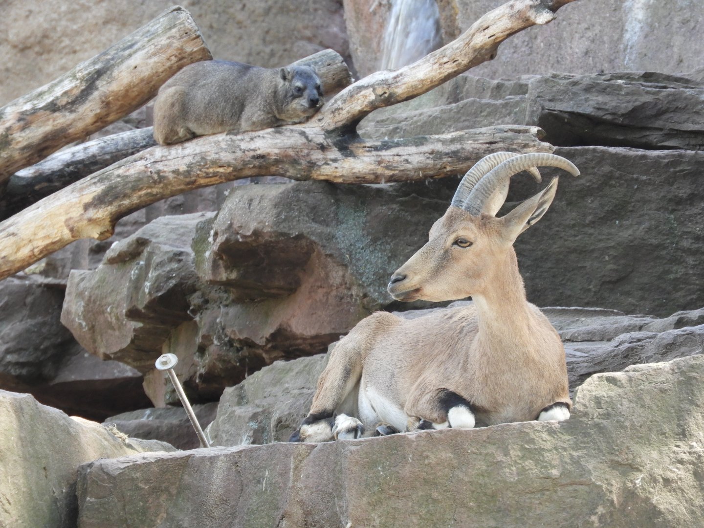 [2022] Nubian ibex and rock hyrax
