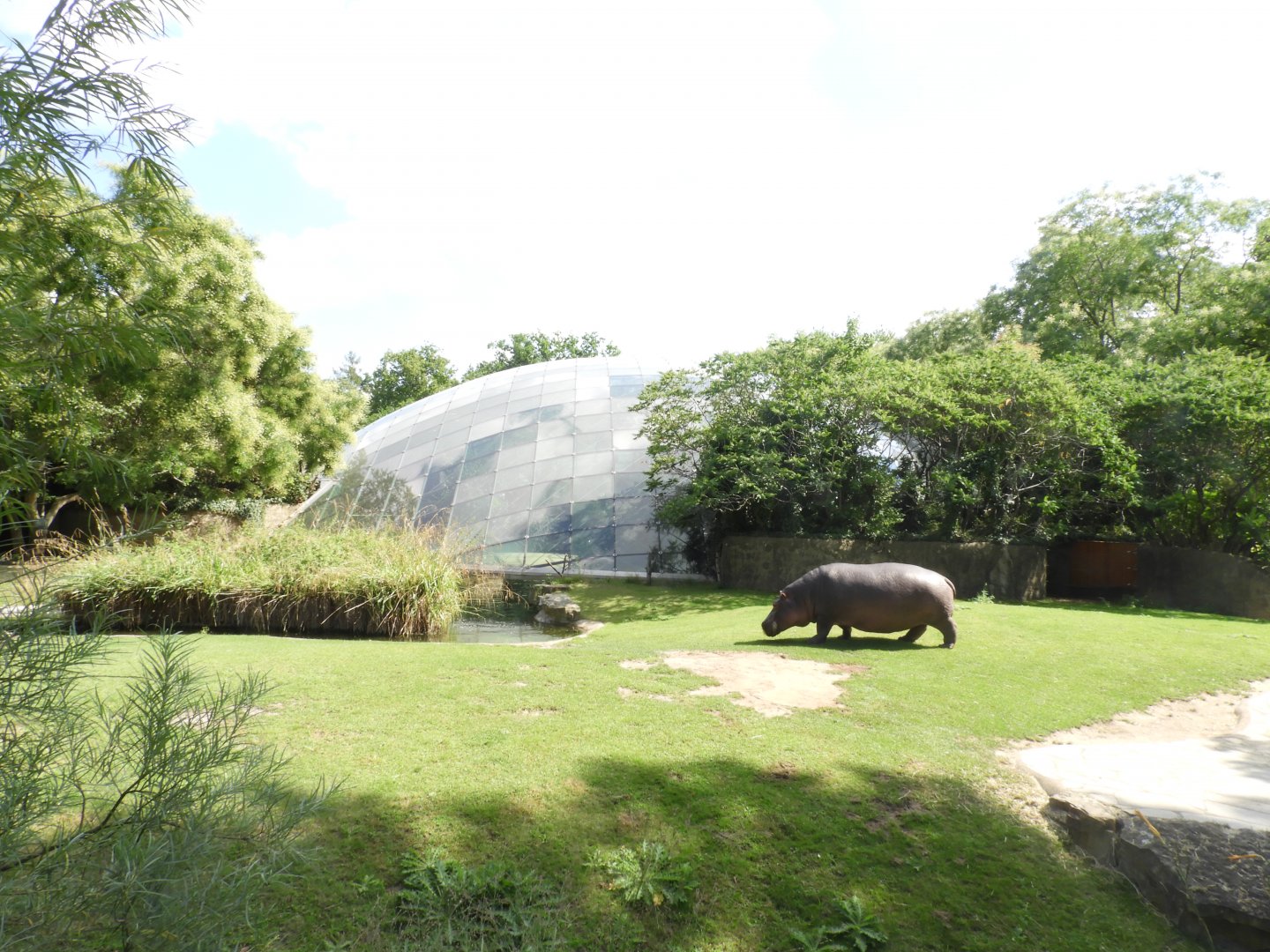 [2022] Outdoor hippo enclosure