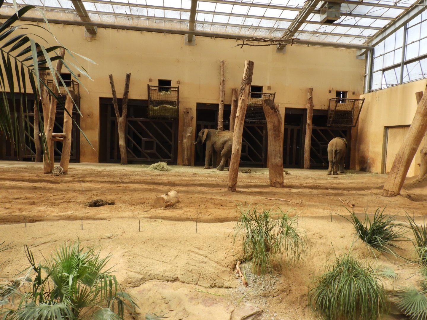[2022] Part of elephant indoor enclosure