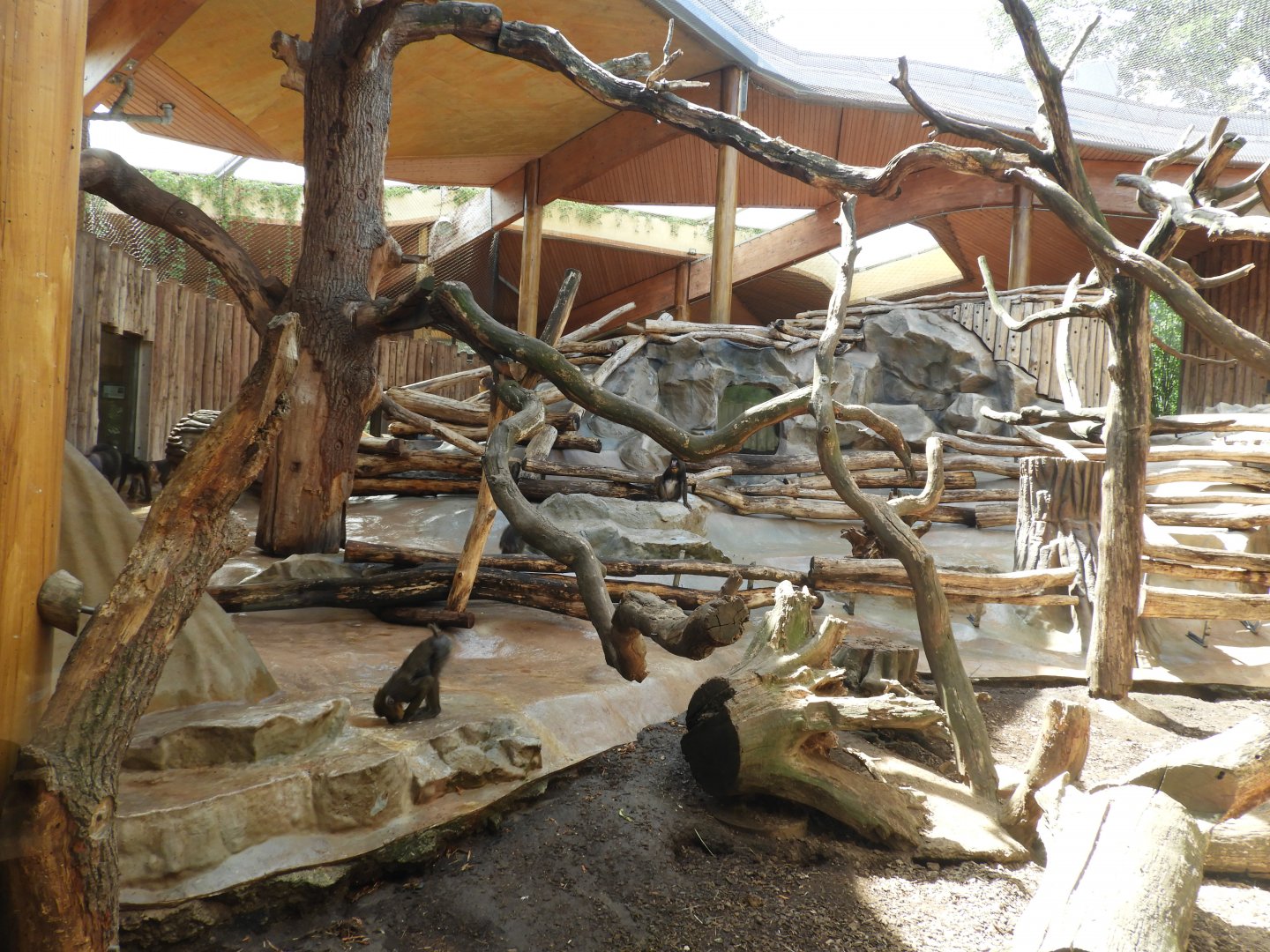 [2022] Part of mandrill enclosure