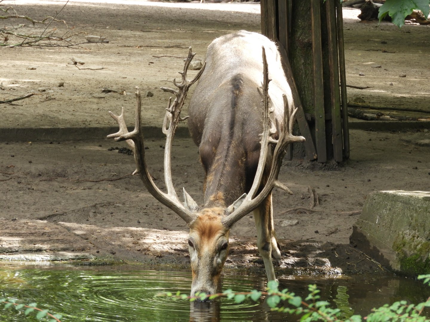 [2022] Pere David's deer