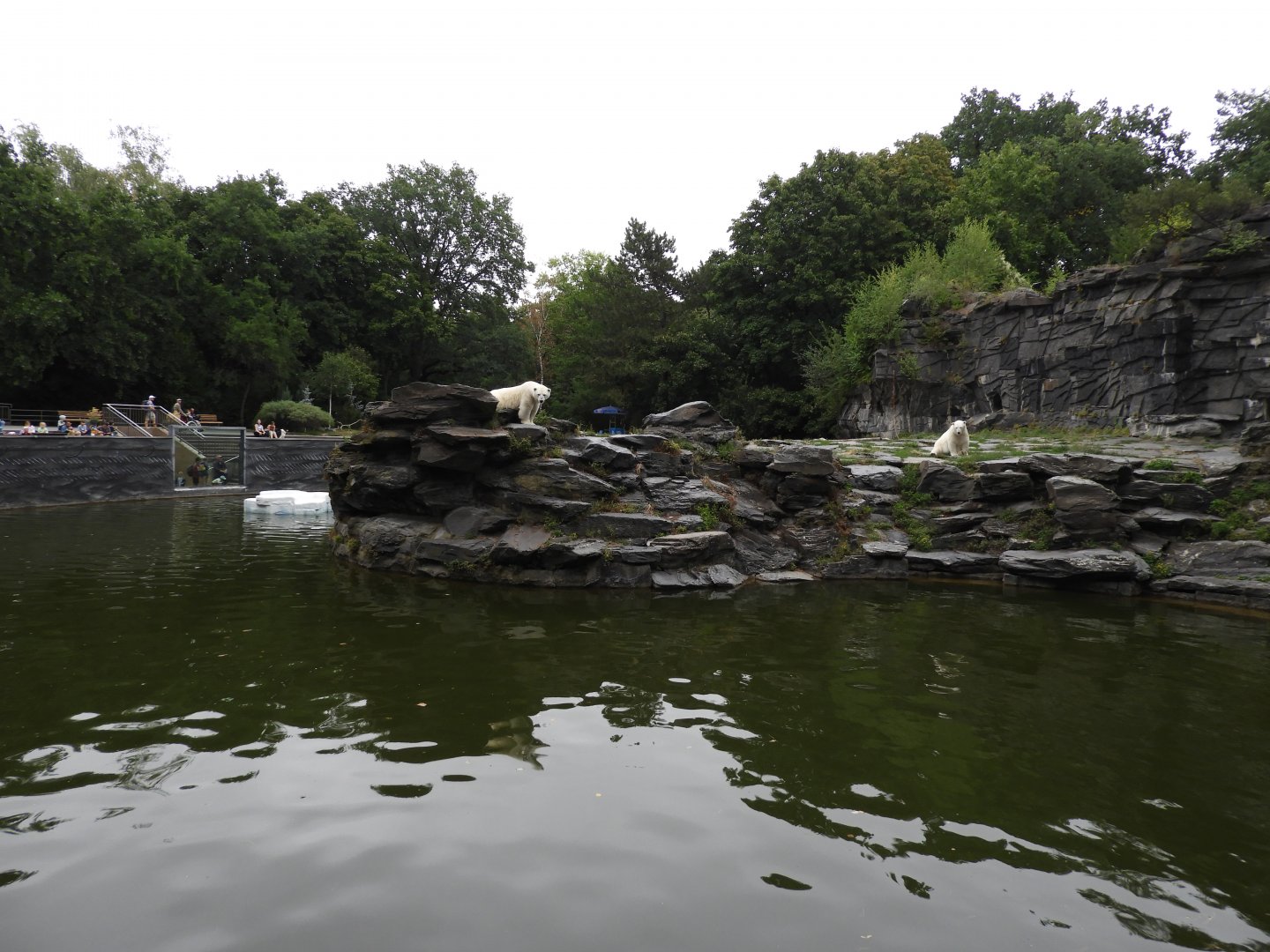 [2022] Polar bear enclosure