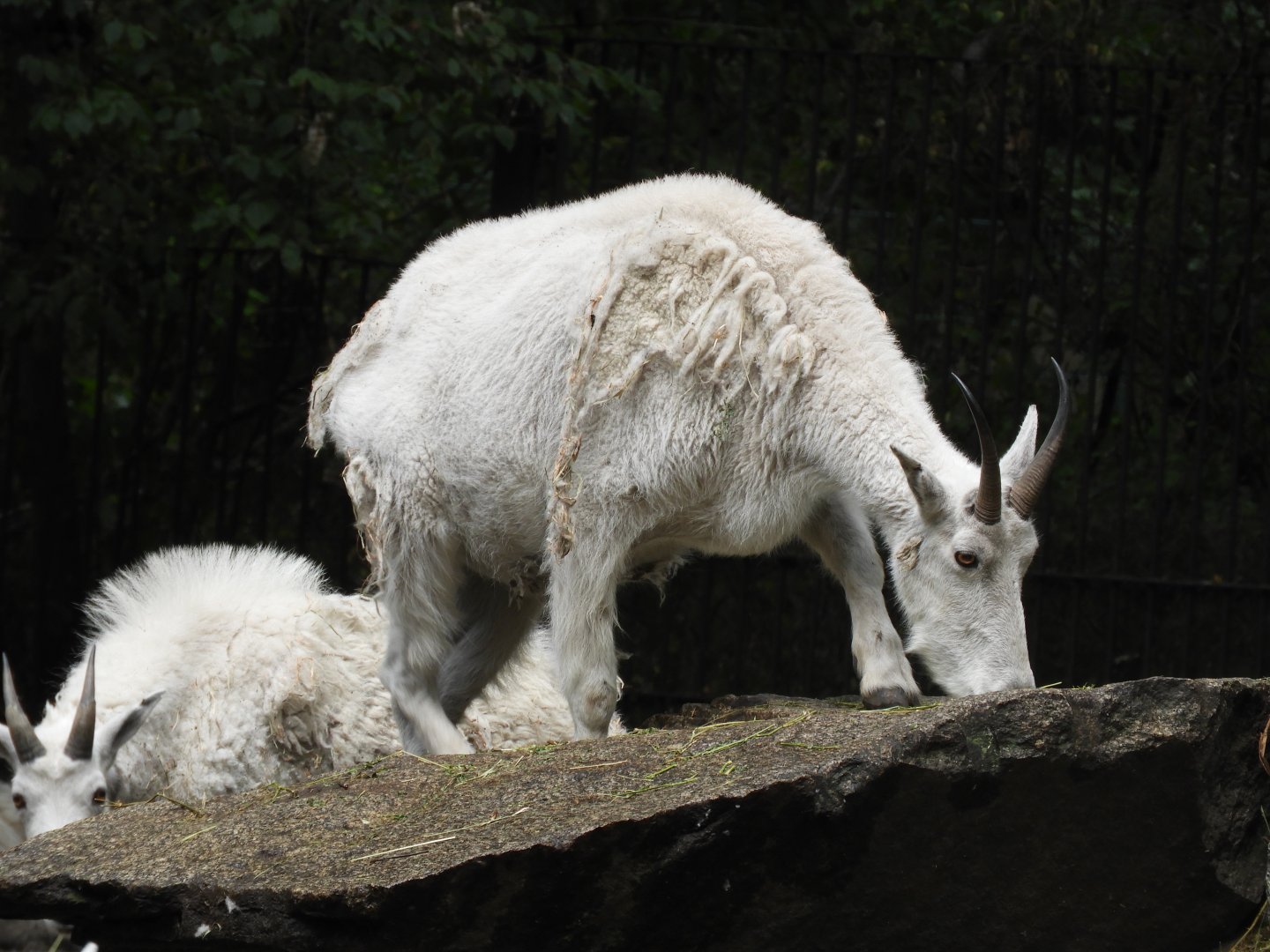 [2022] Rocky mountain goat