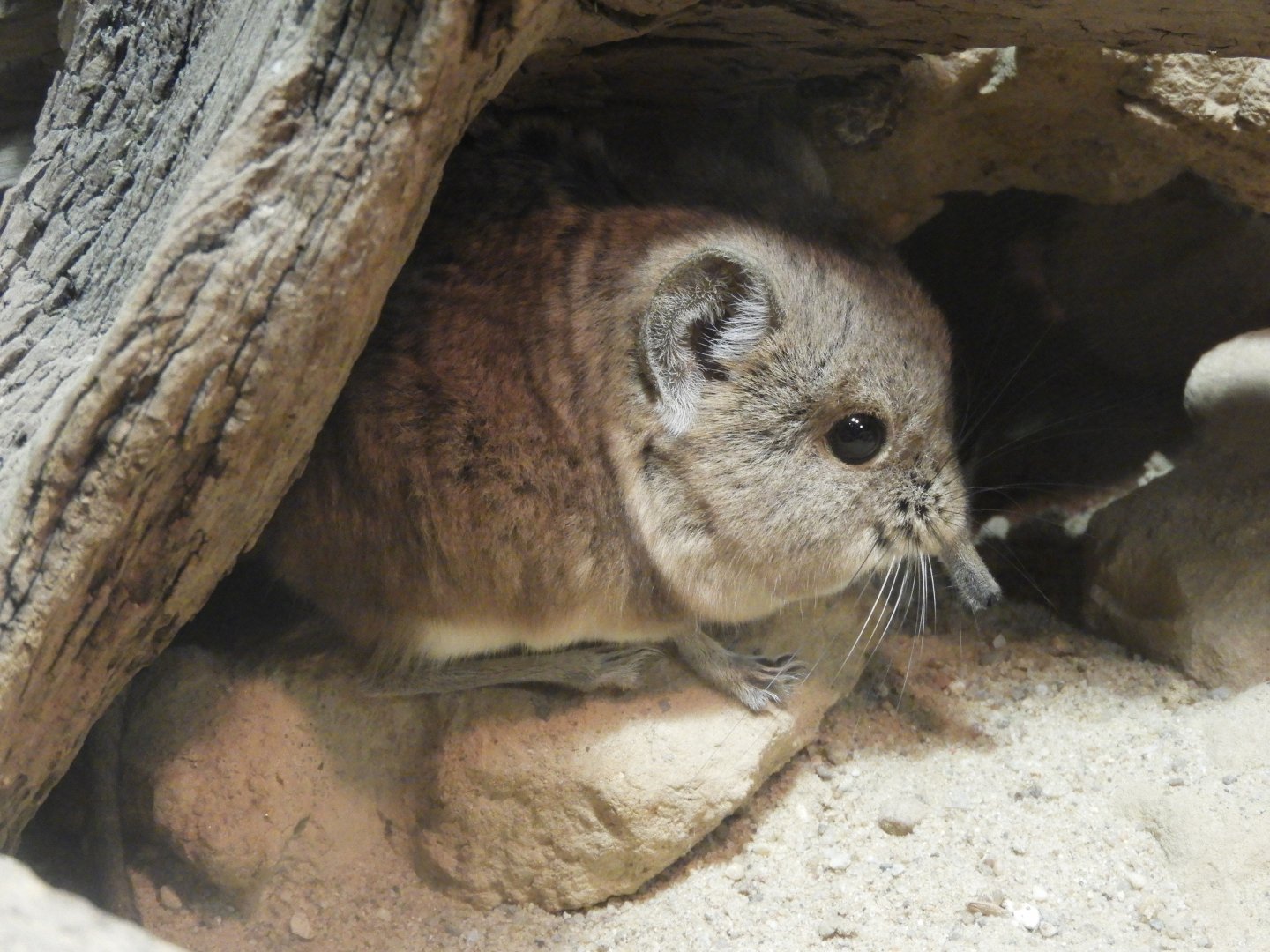 [2022] Round-eared sengi