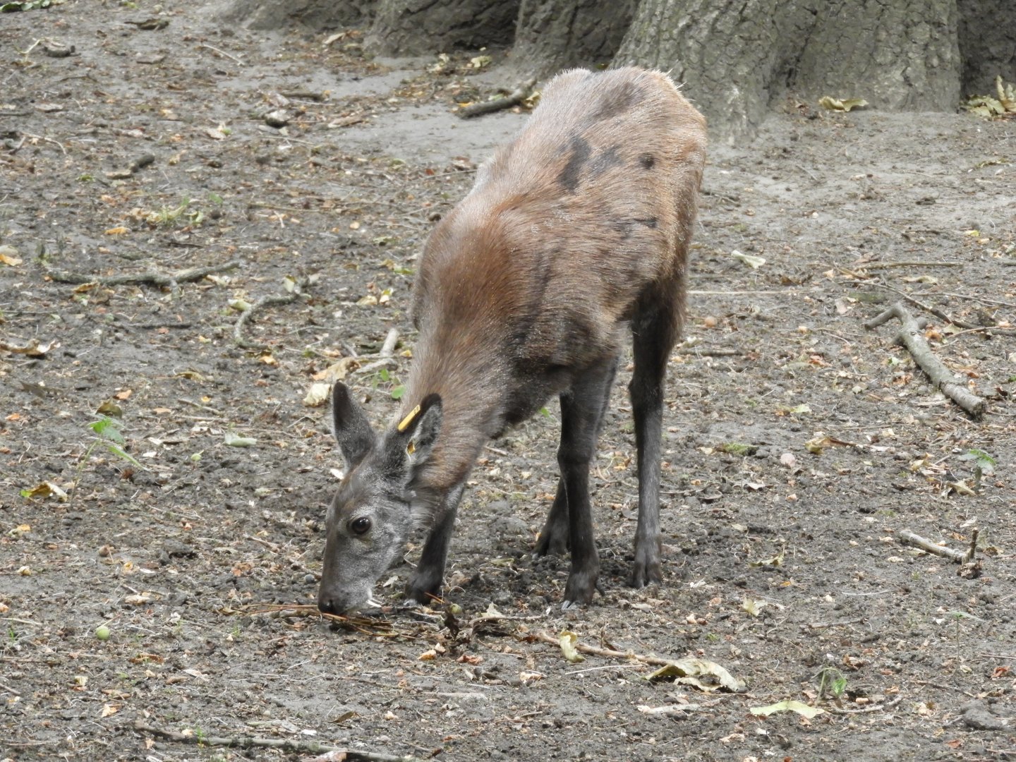 [2022] Siberian musk deer