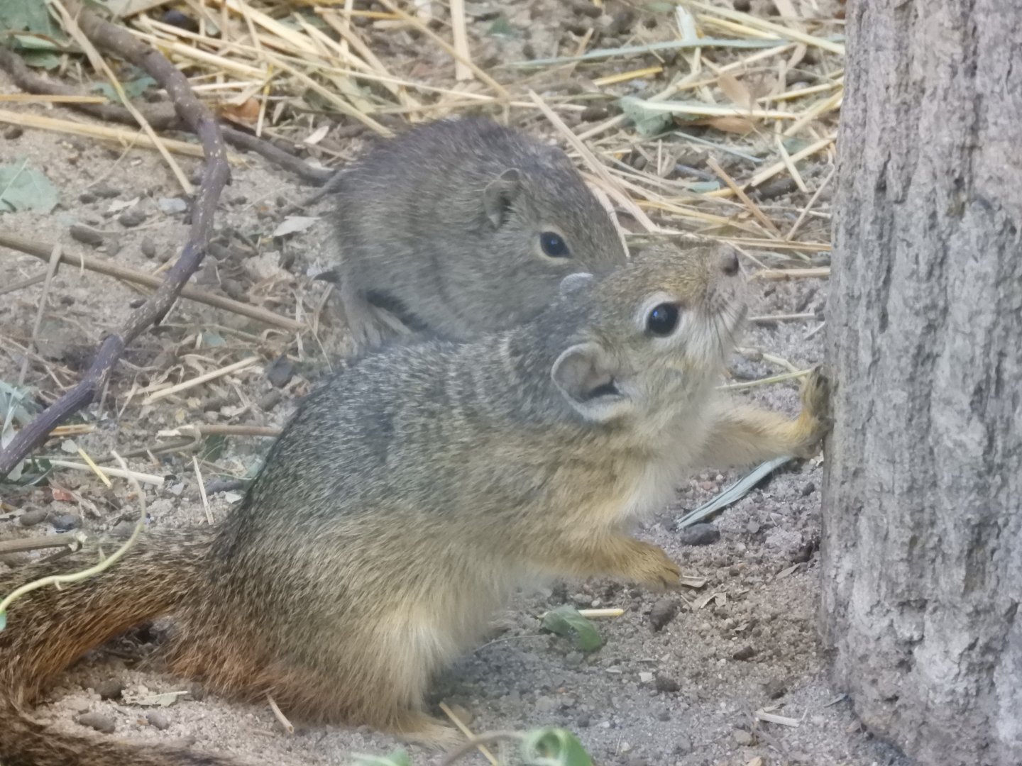 [2022] Smith's bush squirrel and yellow-toothed cavy