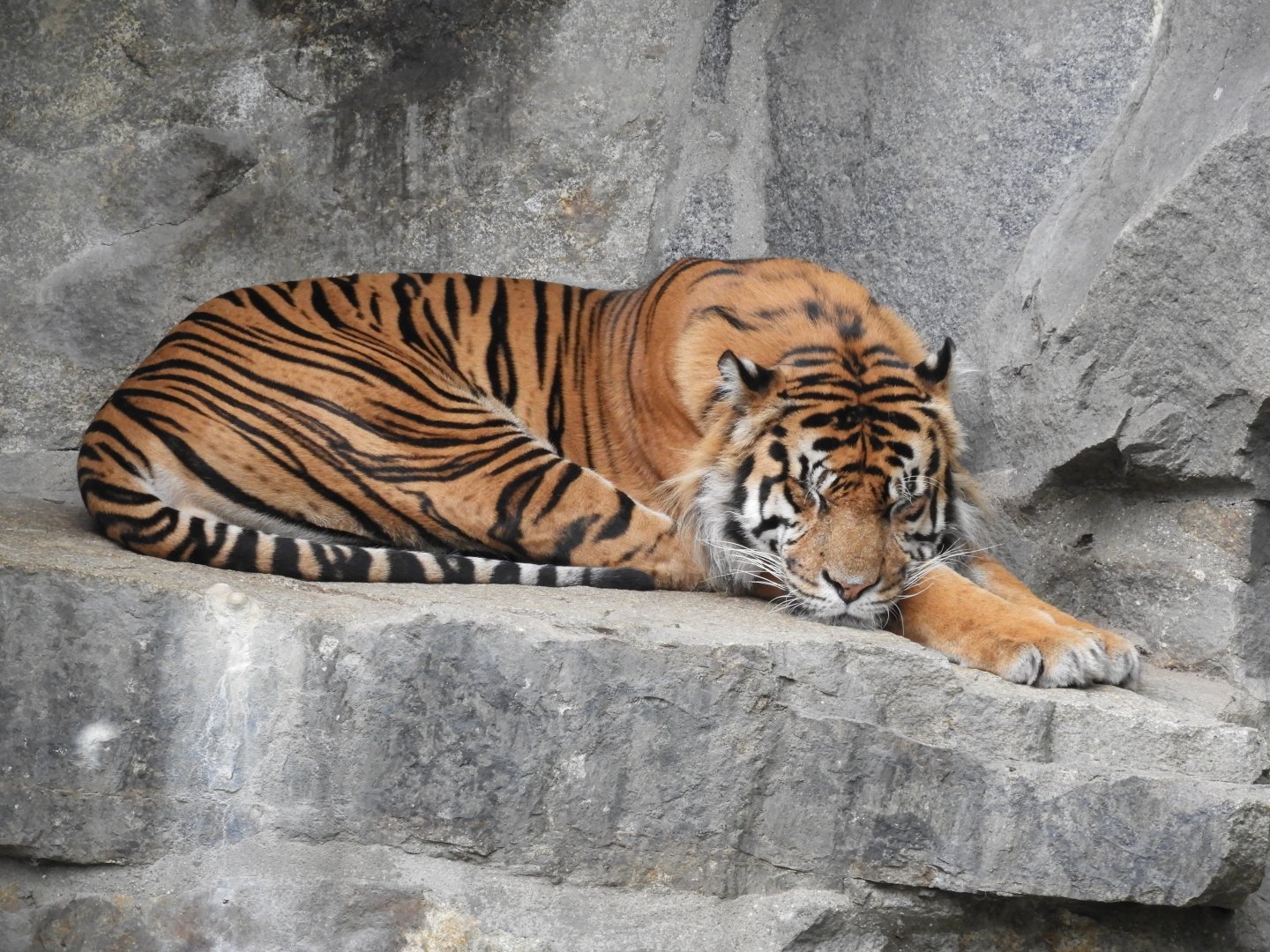 [2022] Sumatran tiger