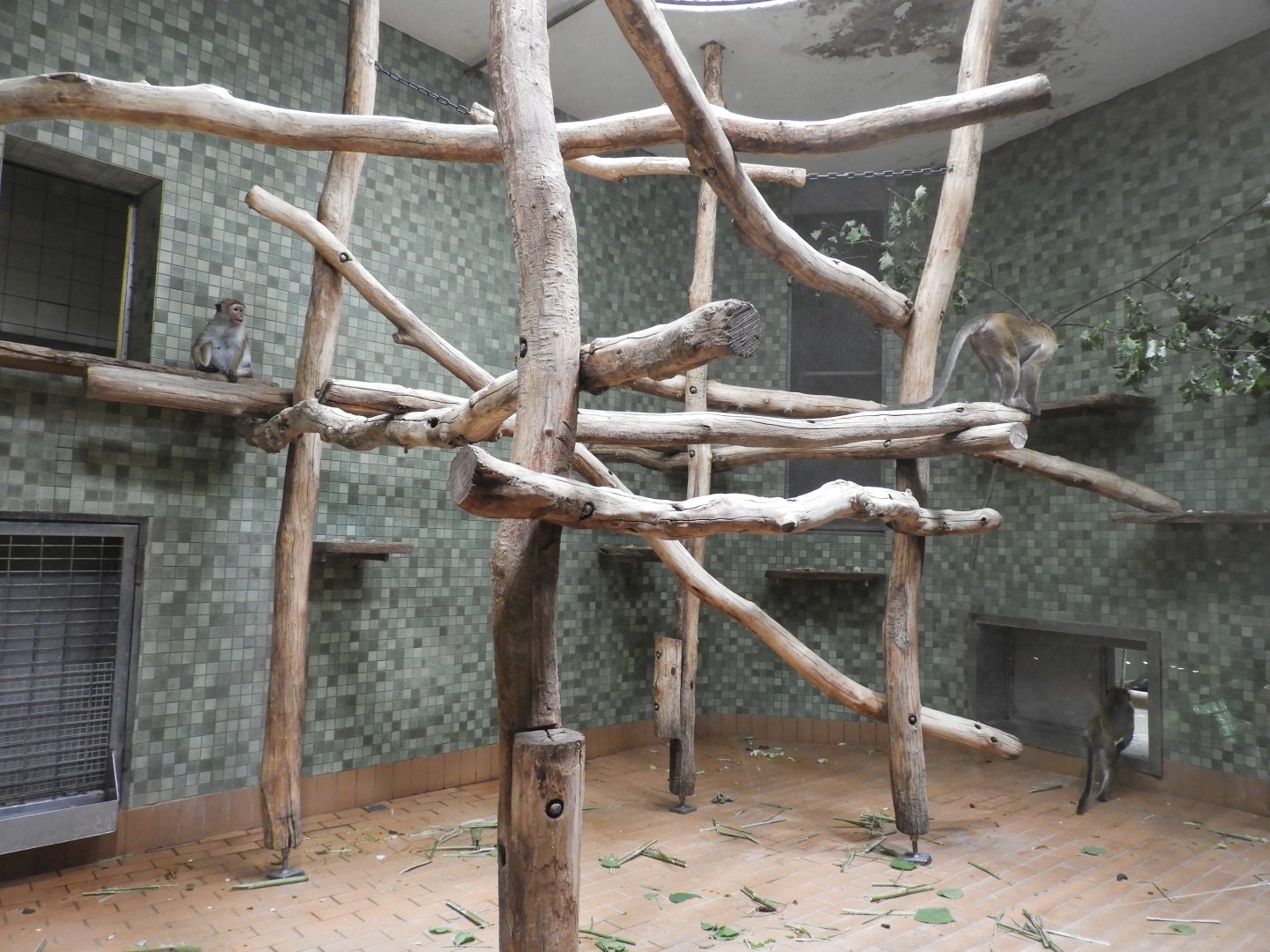 [2022] Toque macaque indoor enclosure