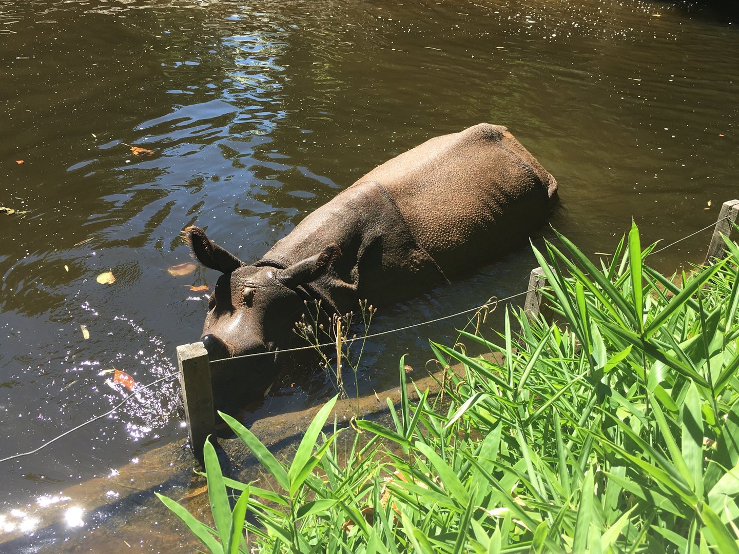 2022 - Tropical Asia - Indian Rhinoceros