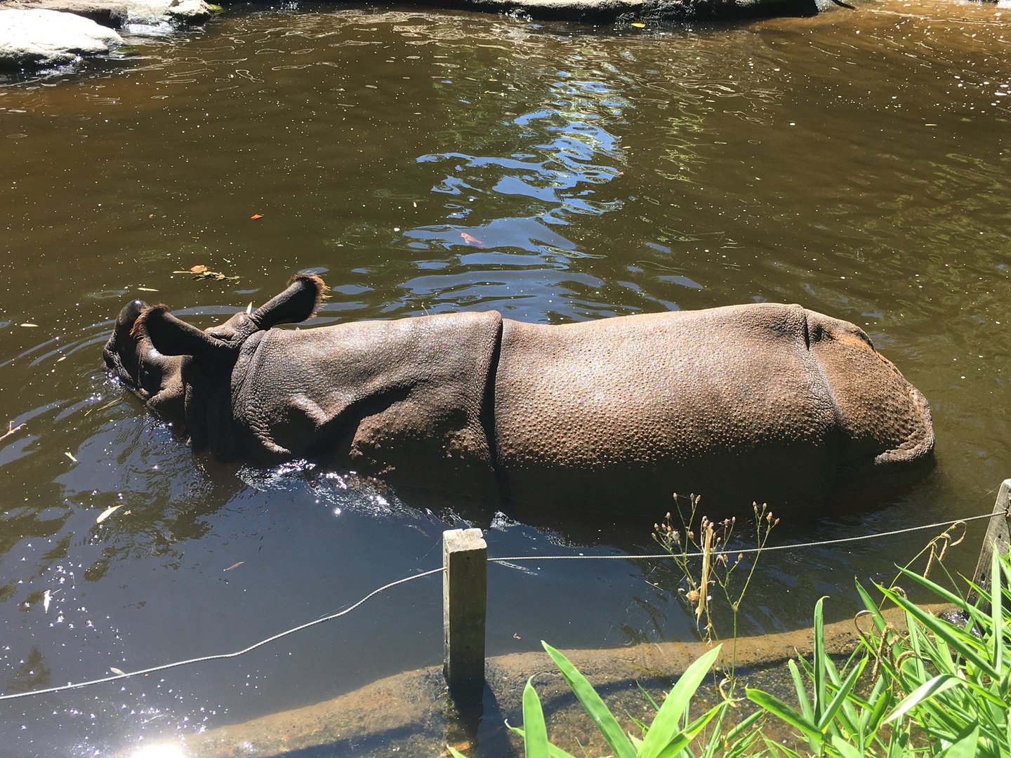 2022 - Tropical Asia - Indian Rhinoceros